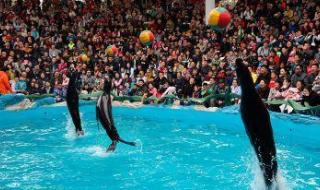 上海野生动物园路线 上海野生动物园路线